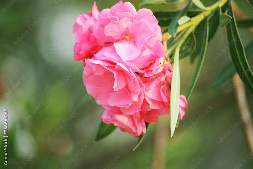 Pink oleander on a green background