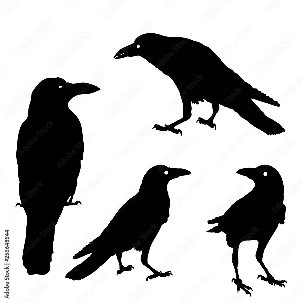 Fototapeta premium silhouette of a crows in different positions. illustration. black ravens on grey. Isolated. rook illustration.