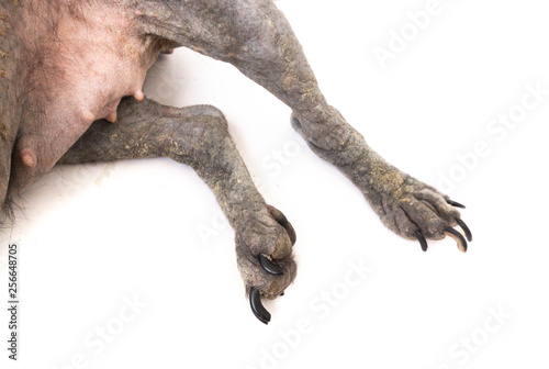 Fotografie, Obraz Dog sick leprosy skin problem with pregnant on white background