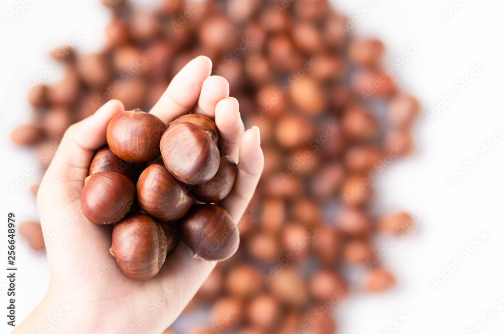 Closeup top view hand holding horse chestnuts on white background, healthy food concept Closeup top view hand holding horse chestnuts on white background, healthy food concept