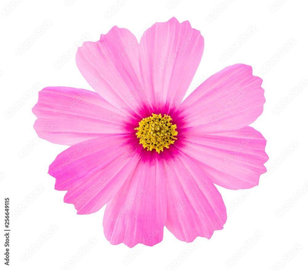 Pink Cosmos flower isolated on white background