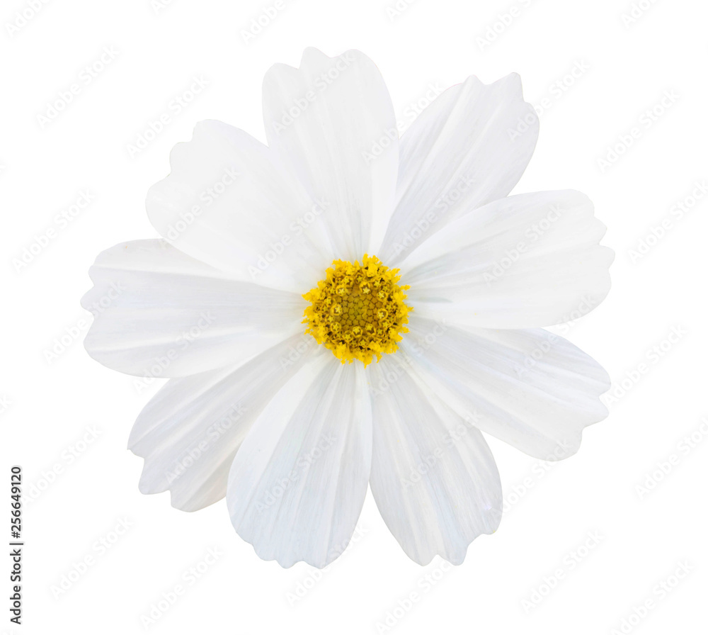 White Cosmos flower isolated on white background