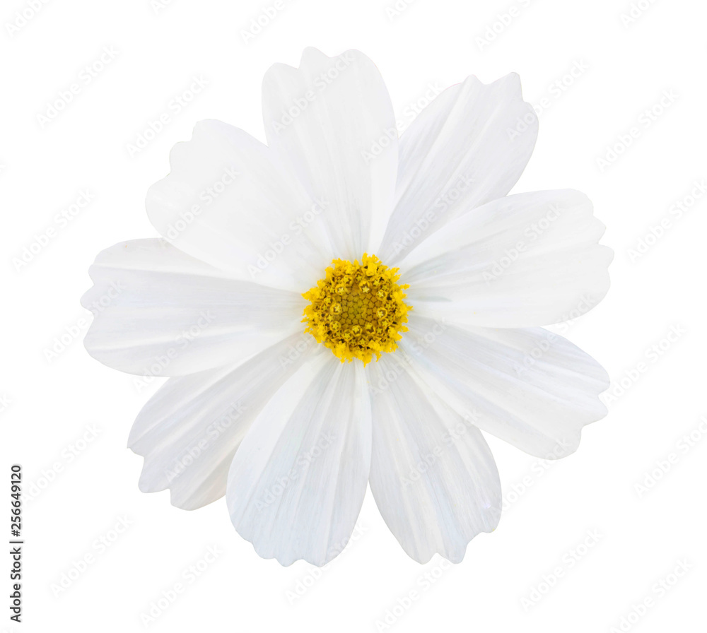 Fototapeta premium White Cosmos flower isolated on white background