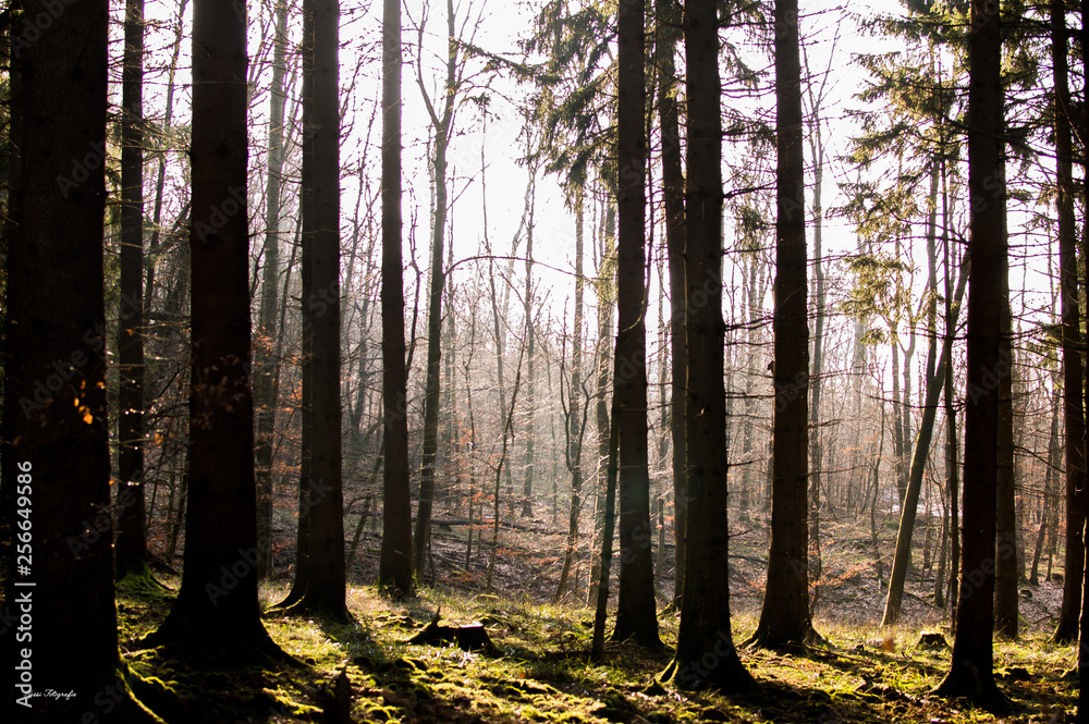 Obraz premium waldspaziergag