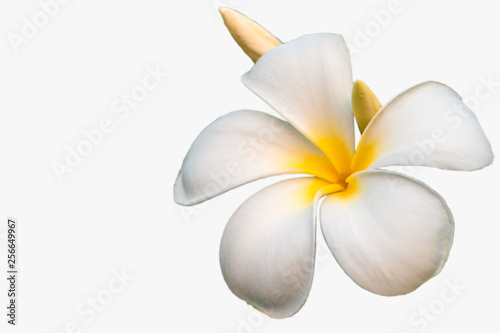 Plumeria flowers isolated on white background with beautiful