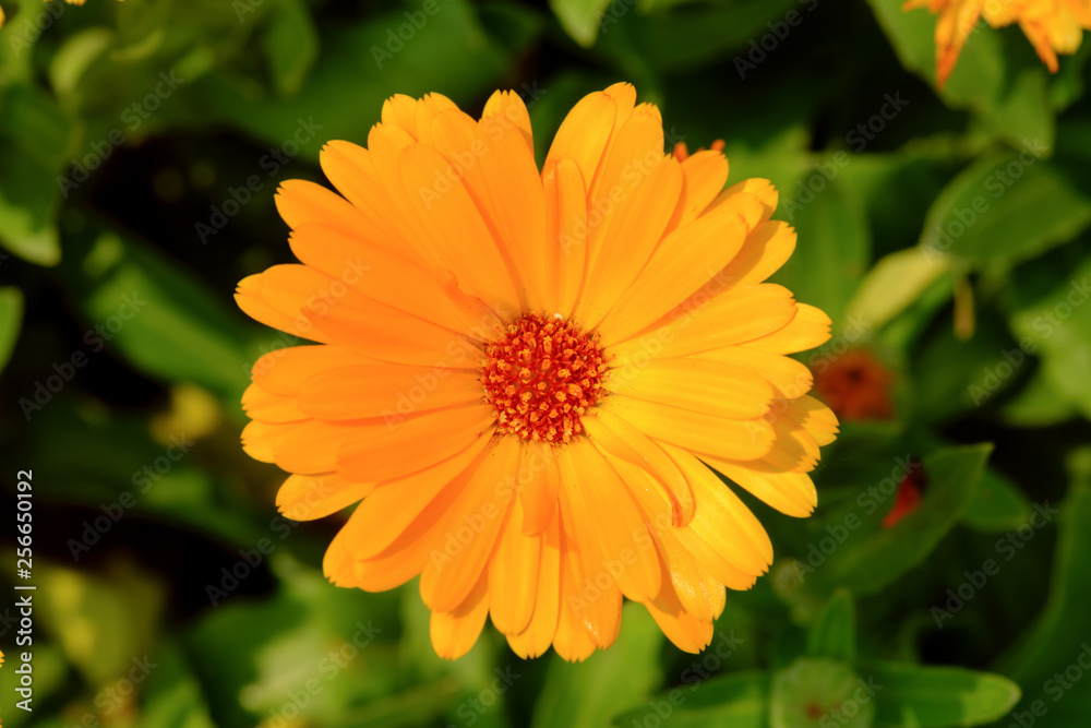 Orange Calendula in garden Orange Calendula in garden