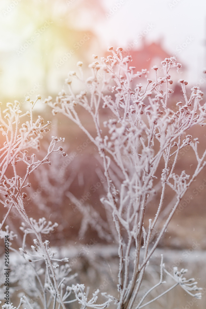 Frozen plants in winter with the hoar-frost 
