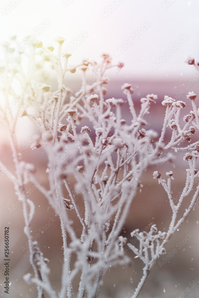 Frozen plants in winter with the hoar-frost Frozen plants in winter with the hoar-frost