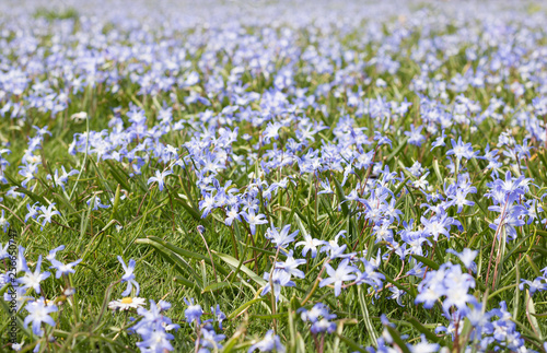 Beautiful View of Blooming Field of Blue Flowers. Concept  Springtime.