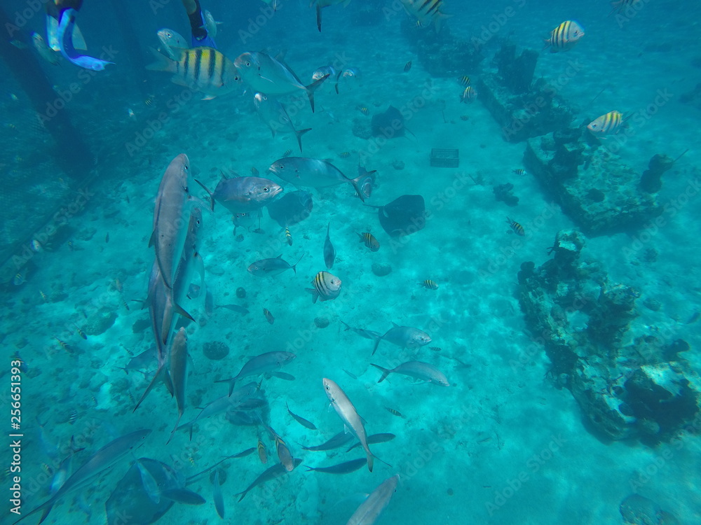 Fototapeta premium Rays and fish in the water