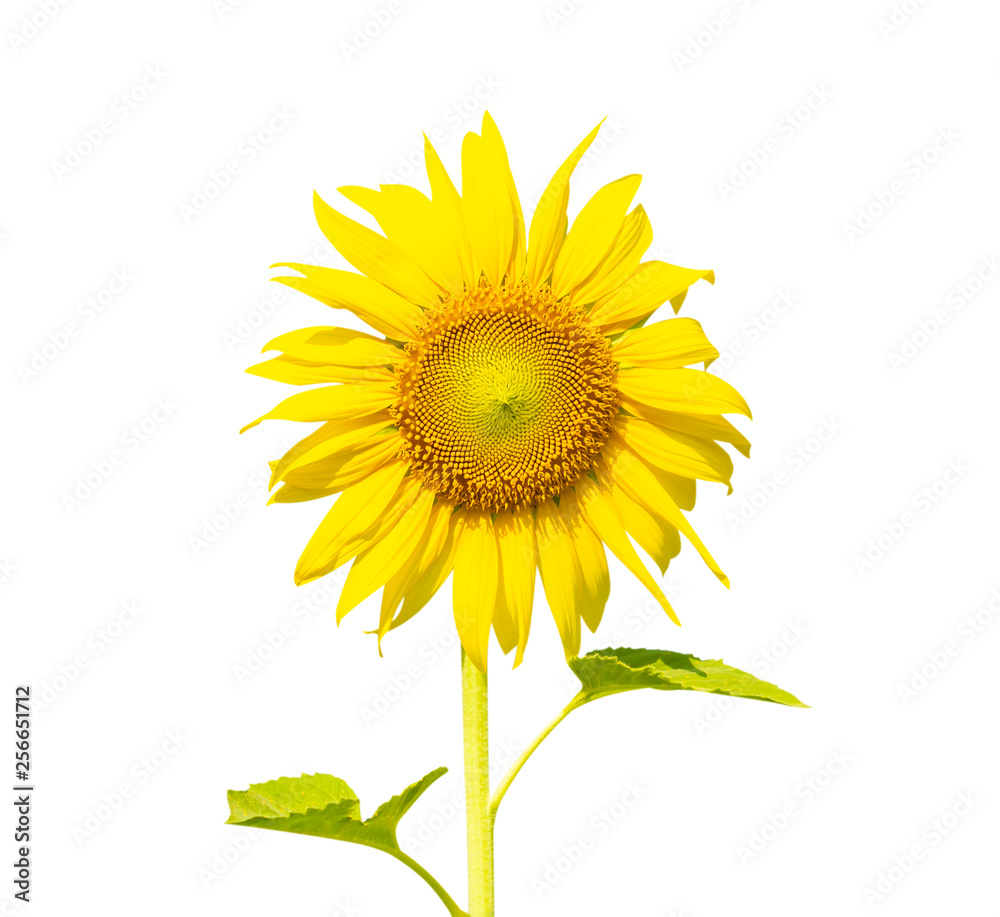 Fototapeta premium Single sunflower tree isolated on white background.