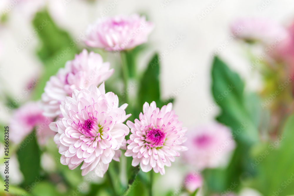 pink and white asters closeup in the boutique colors pink and white asters closeup in the boutique colors