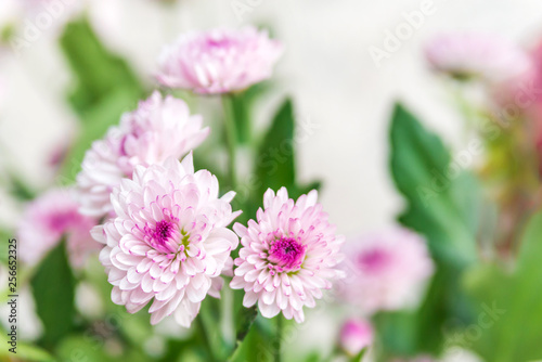 pink and white asters closeup in the boutique colors