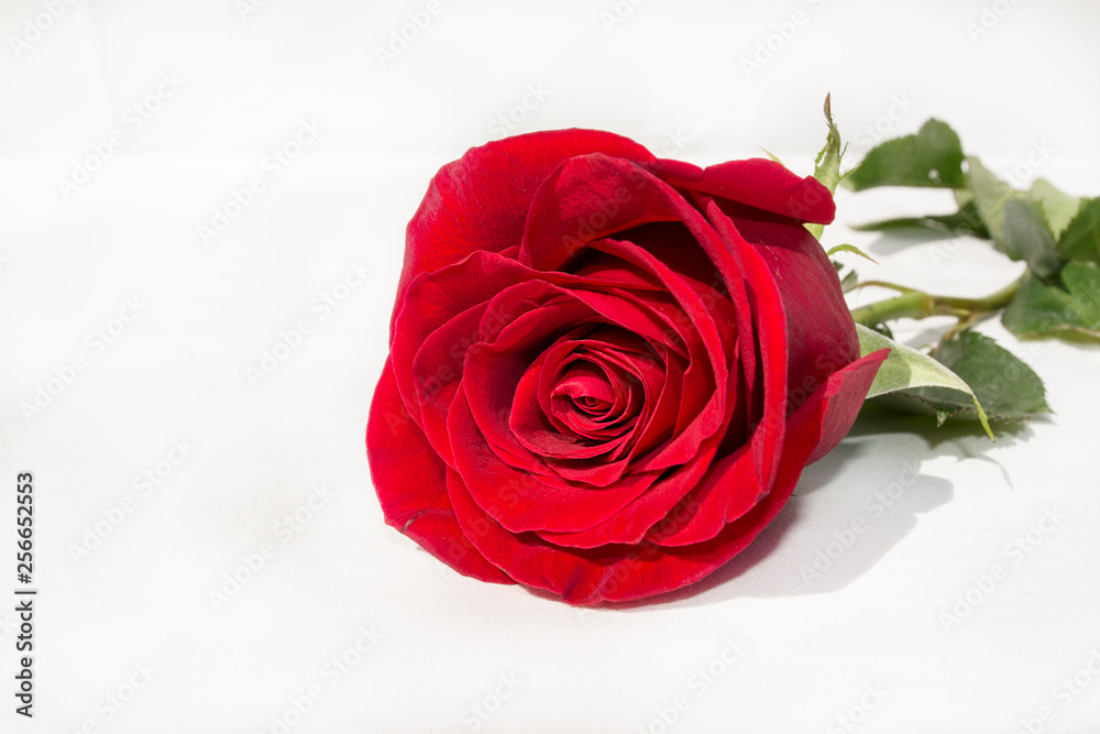 rosa roja rosa roja