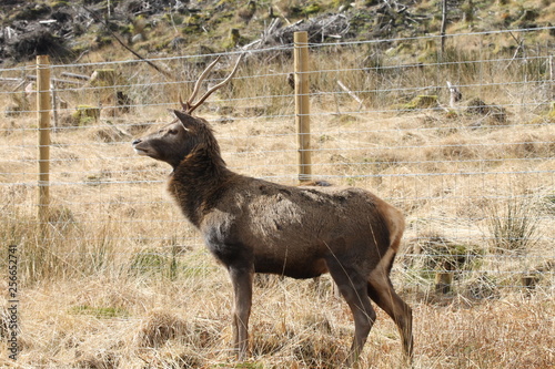 Photography Stag at Glen Etive