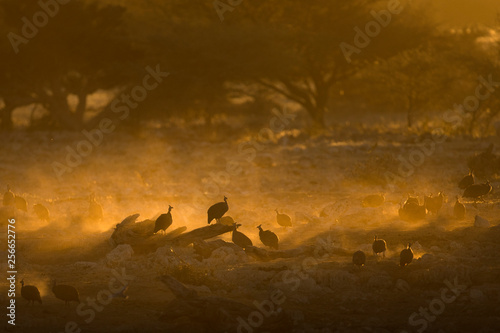 Guinea fowl in yellow dust