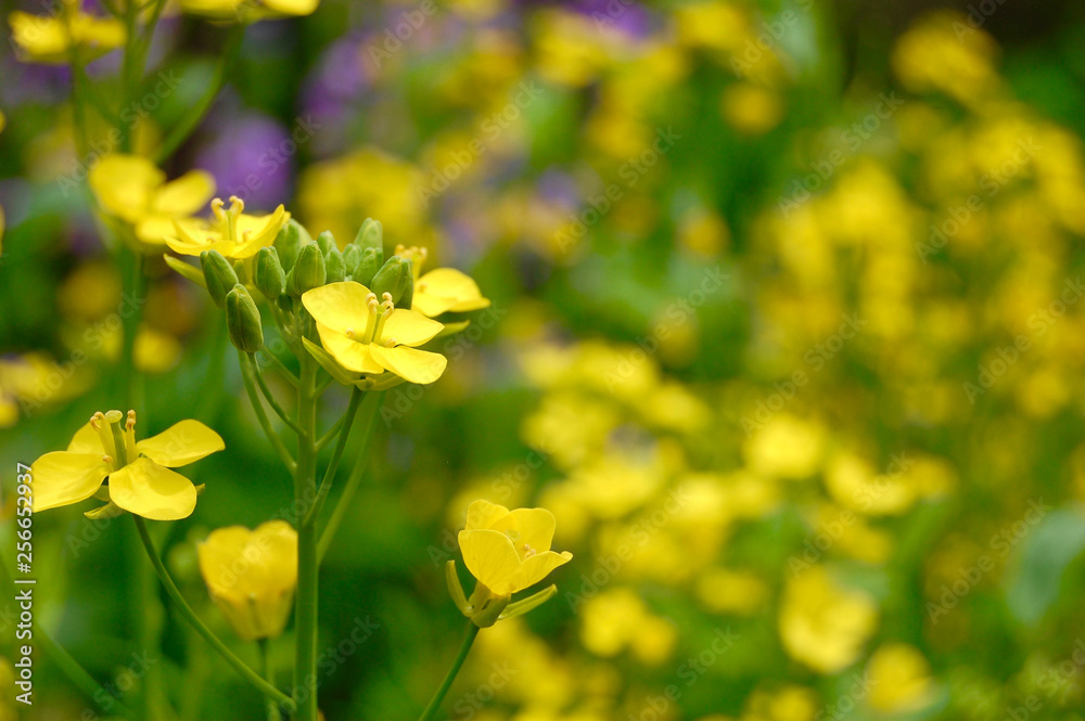Obraz premium Rape flower in spring