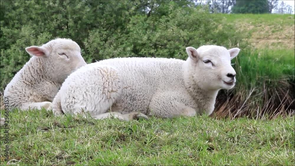 little sheep resting and ruminating little sheep resting and ruminating
