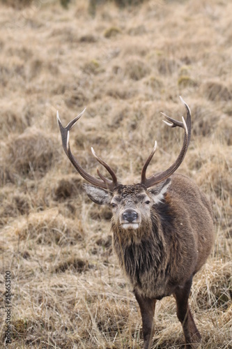 Stag at Glen Etive