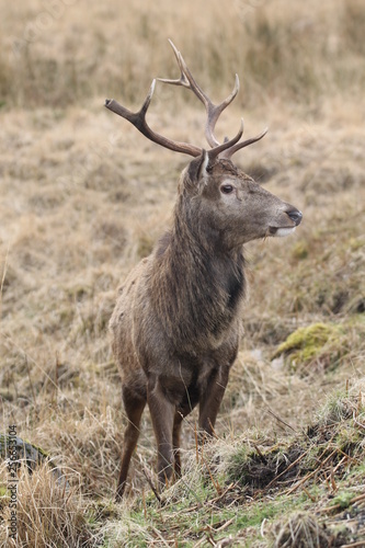 Stag at Glen Etive