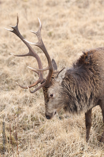 Stag at Glen Etive