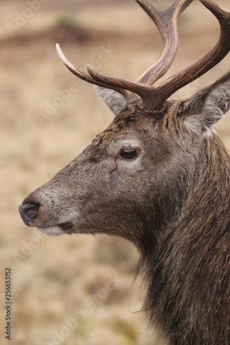 Stag at Glen Etive