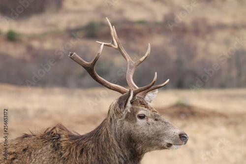 Stag at Glen Etive