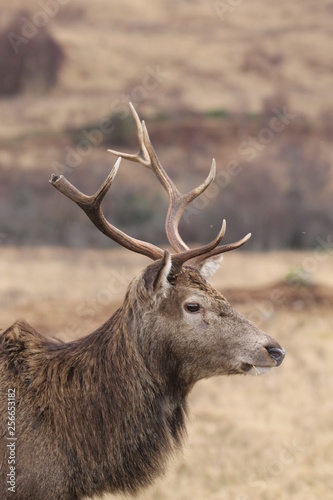 Stag at Glen Etive