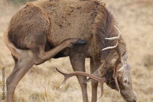 Stag at Glen Etive