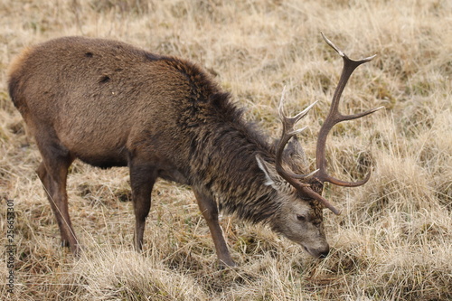 Stag at Glen Etive