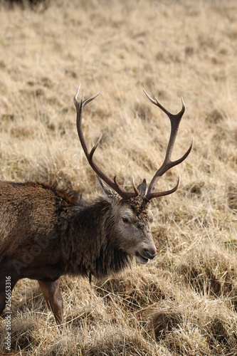 Stag at Glen Etive