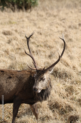 Stag at Glen Etive