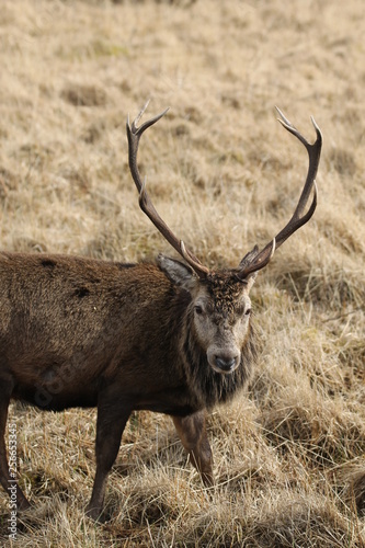 Stag at Glen Etive