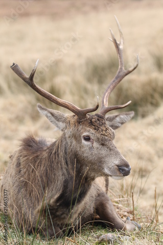Stag at Glen Etive