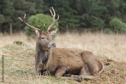 Stag at Glen Etive