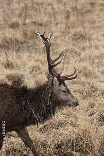 Stag at Glen Etive