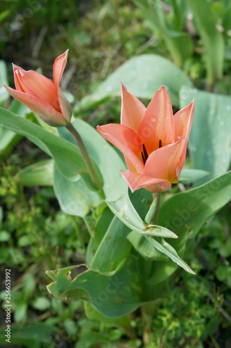 Spring Flowers in the Garden