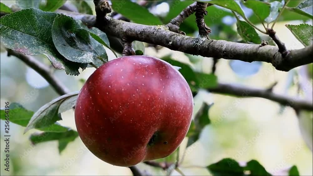 red apple on apple tree red apple on apple tree