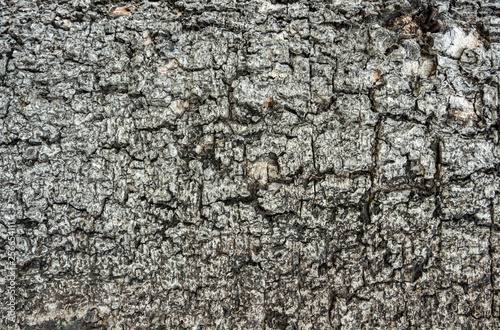 Abstract pattern of fine bark texture