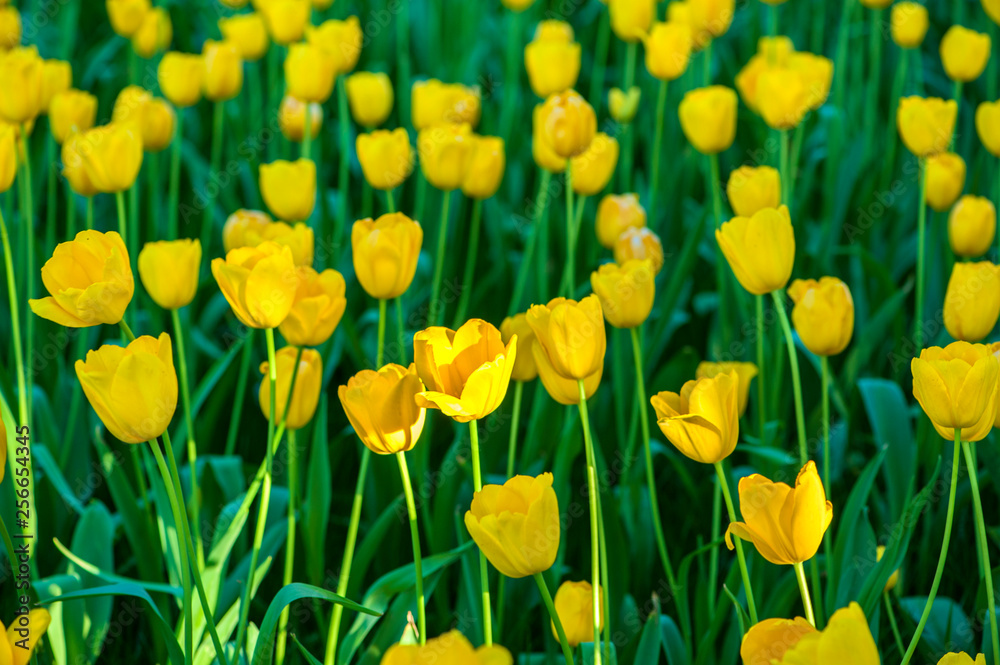 Obraz premium Colorful tulip flora blooming in the park