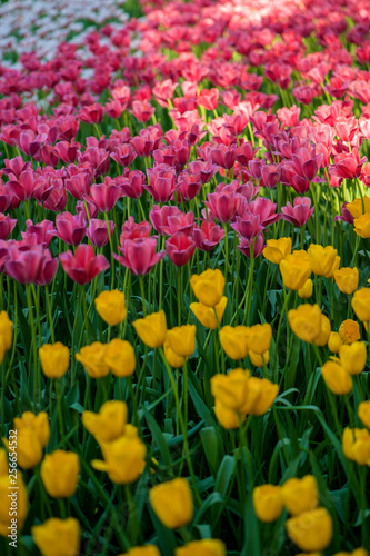 Colorful tulip flora blooming in the park