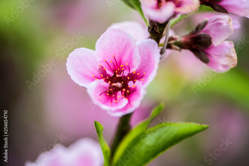Close-up of Peach Blossoms Blooming on Peach Trees