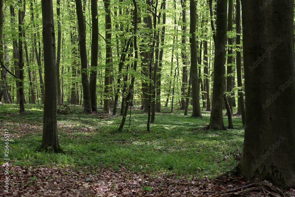 Fototapeta premium Buchenwald an der Ostsee