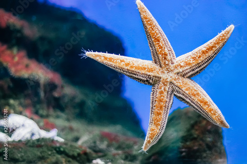 Beautiful orange starfish close-up in the aquarium © volhavasilevich