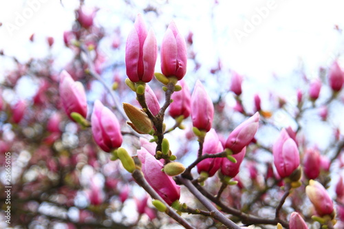 Magnolia blossom tree. Spring landscape.