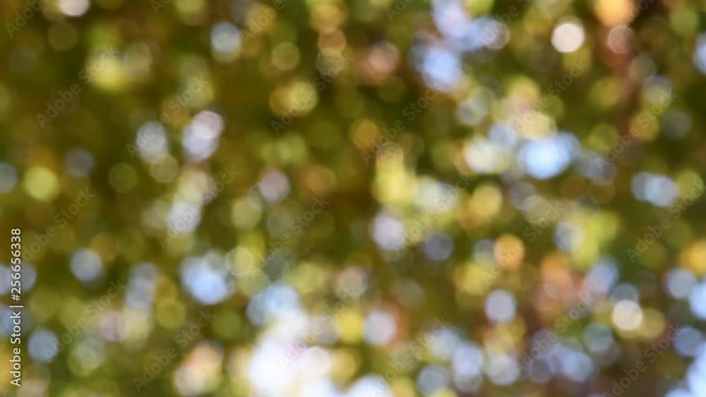 Blurred green leaves with bokeh abstract background Blurred green leaves with bokeh abstract background