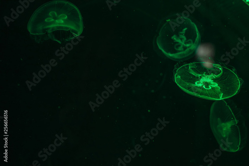 Glowing jellyfish close-up in the aquarium green color. © volhavasilevich