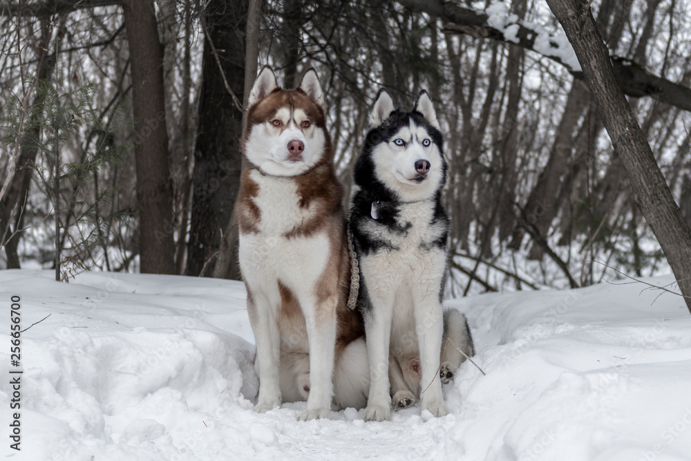 Siberian husky dogs on snow in winter forest. Dark winter background. Front view