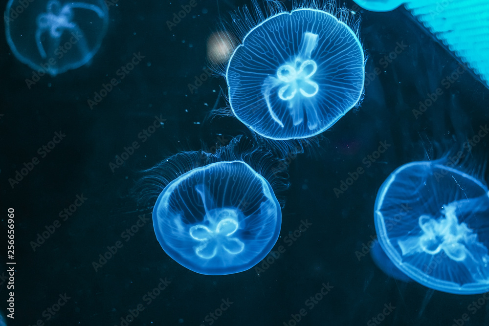 Glowing jellyfish close-up in the aquarium blue color Glowing jellyfish close-up in the aquarium blue color