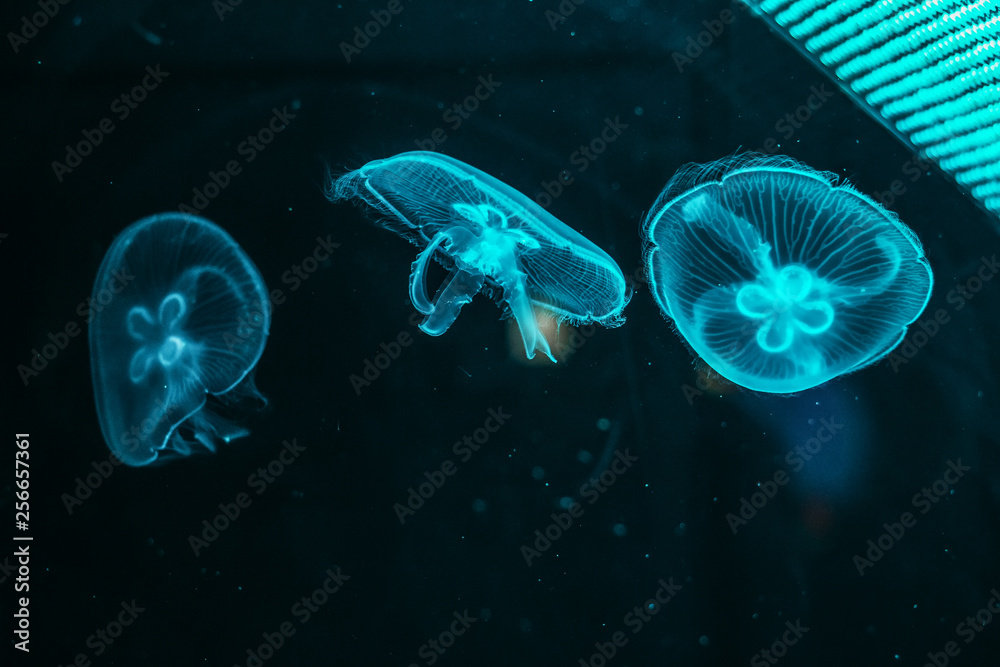 Glowing jellyfish close-up in the aquarium blue color Glowing jellyfish close-up in the aquarium blue color